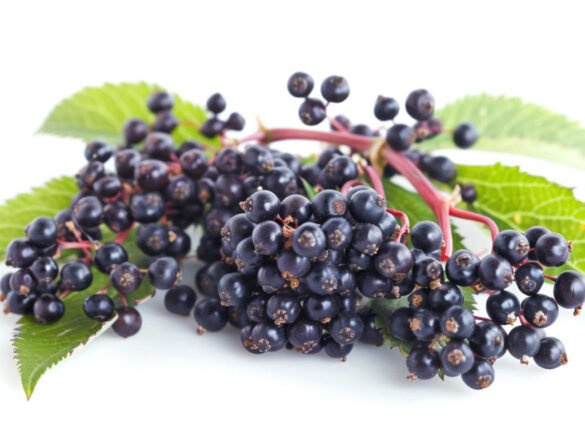 Fresh elderberries on a white background as herbal remedy for immunity boosts
