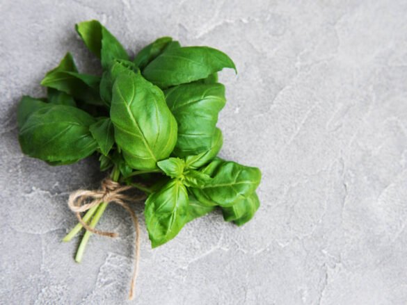 Fresh green basil leaves used in herbal remedies for immunity boosts