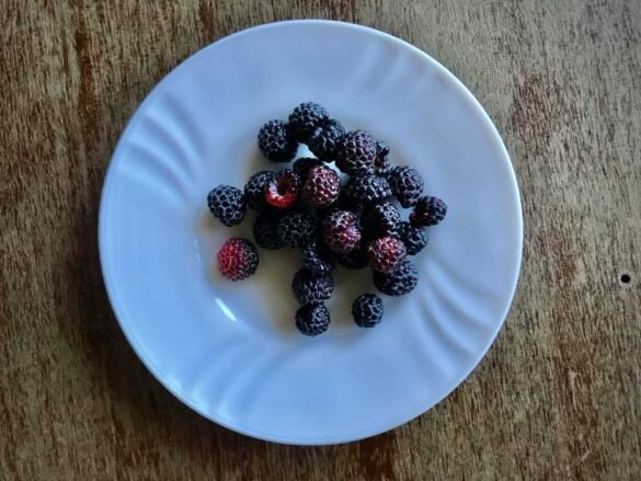 Mixed fresh berries including blackberries and raspberries showcasing antioxidant-rich superfoods for daily nutrition